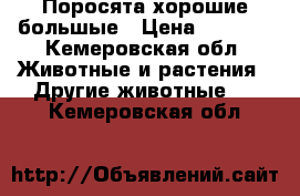 Поросята хорошие большые › Цена ­ 2 500 - Кемеровская обл. Животные и растения » Другие животные   . Кемеровская обл.